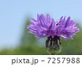アザミ 7257988