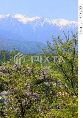 山藤と雪山 中川村 山藤と雪山 中川村 7257991