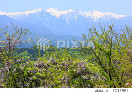 山藤と雪山　中川村 7257992