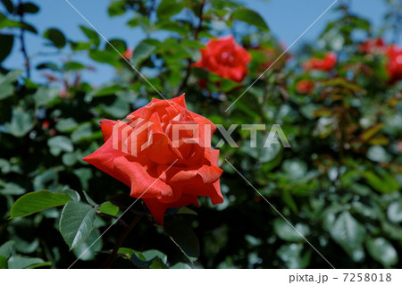 谷津バラ園の鮮やかな濃いオレンジ色のバラの花・プリンセスミチコ 谷津バラ園の鮮やかな濃いオレンジ色のバラの花・プリンセスミチコ 7258018