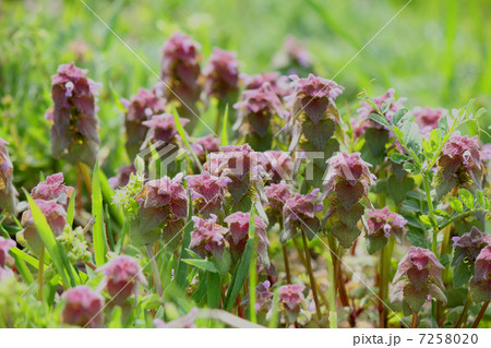 ヒメオドリコソウ 7258020