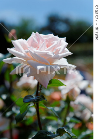 谷津バラ園のパールピンクのバラの花・ロイヤルハイネス 7258025