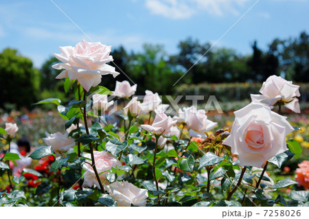 谷津バラ園のパールピンクのバラの花・ロイヤルハイネス 7258026