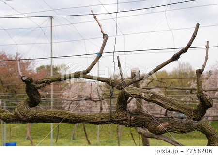 春のぶどう園 7258206