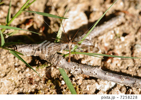 ミカドガガンボ 7258228