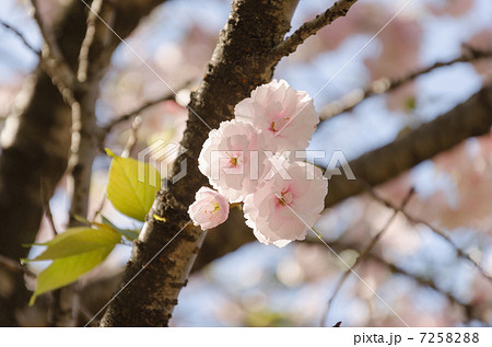 桜　イチヨウ 7258288