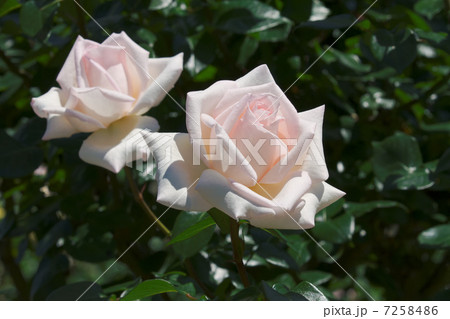 谷津バラ園のパールピンクのバラの花・ロイヤルハイネス 7258486