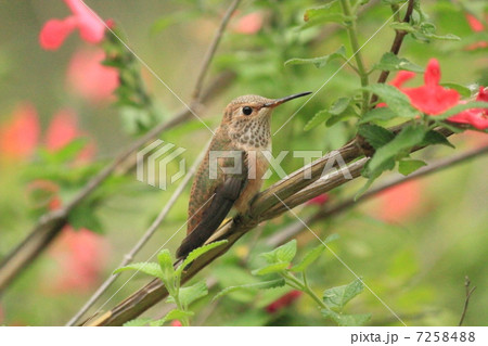 ハチドリ ハチドリ 7258488