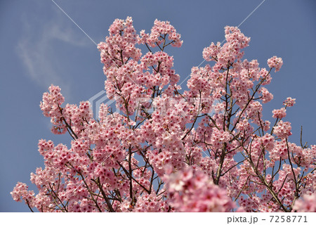 陽光桜 陽光桜 7258771