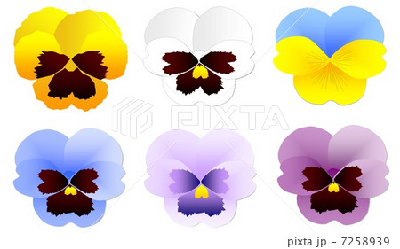 パンジー パンジー 7258939