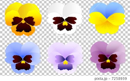 パンジー パンジー 7258939