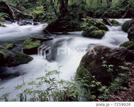 新緑の奥入瀬渓流 7259026