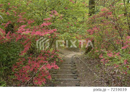 里山のツツジ 7259039