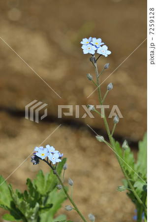 ワスレナグサ（勿忘草） 7259128