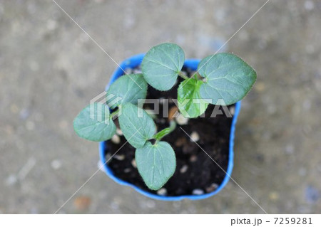 丸莢オクラ（エメラルド）の苗 7259281