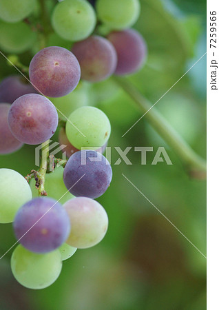 色とりどりの葡萄の実 7259566