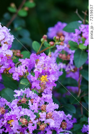 百日紅　夏の花サルスベリ 7259637