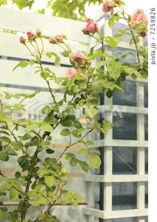 薔薇の垣根 7259826