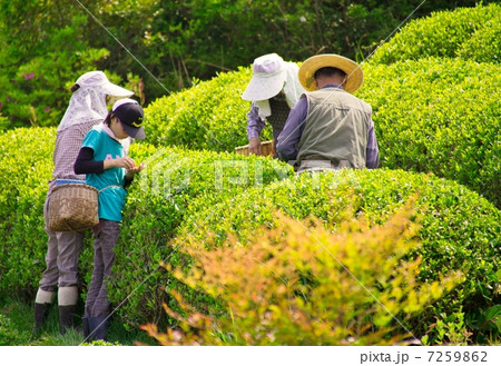 茶摘み 茶摘み 7259862