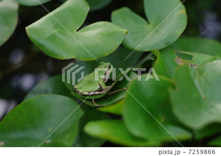 カエルとスイレン 7259866