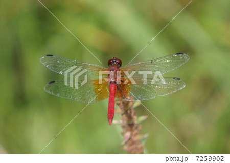 赤とんぼ　真っ赤な猩々蜻蛉ショウジョウトンボ 7259902