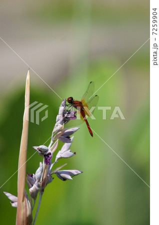 赤とんぼ　猩々蜻蛉ショウジョウトンボと水カンナ 7259904