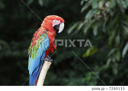 アカコンゴウインコ アカコンゴウインコ 7260133