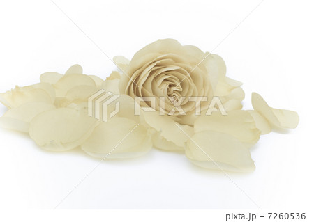white rose macro 7260536