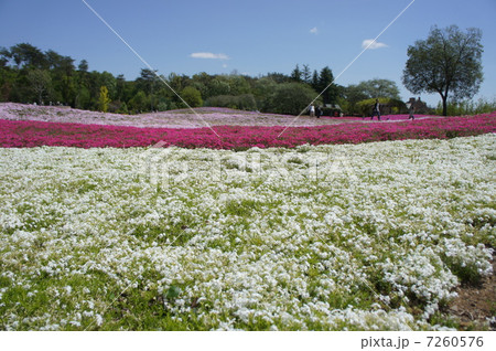 芝桜 芝桜 7260576