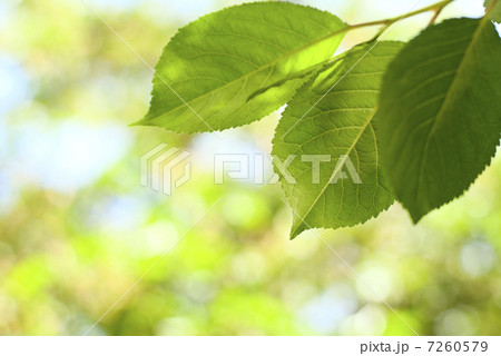 green leaves green leaves 7260579