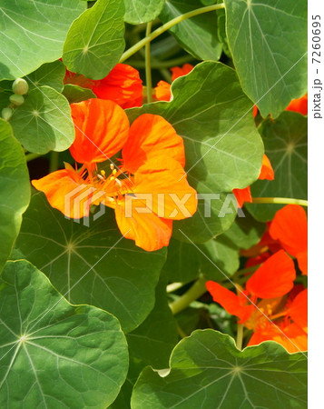 ナスタチューム（オレンジ）：金蓮花（キンレンカ） 7260695