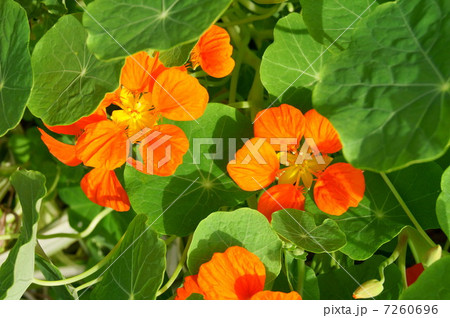 ナスタチューム（オレンジ）：金蓮花（キンレンカ） 7260696