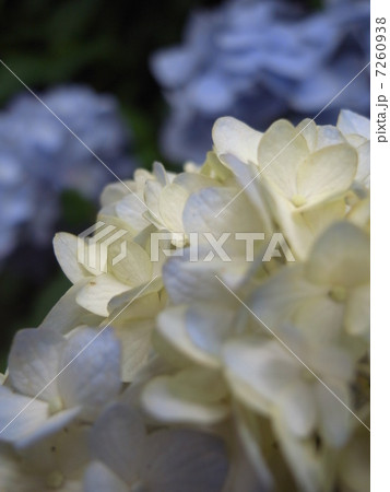 あじさい 7260938
