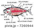 マグロ部位図名称あり 7260944