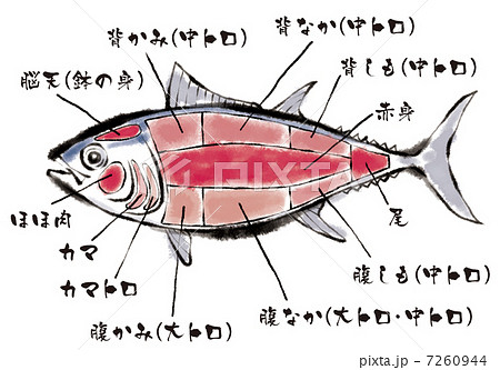 マグロ部位図名称ありのイラスト素材