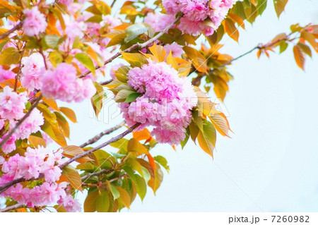 ヤエザクラ（八重桜） 7260982