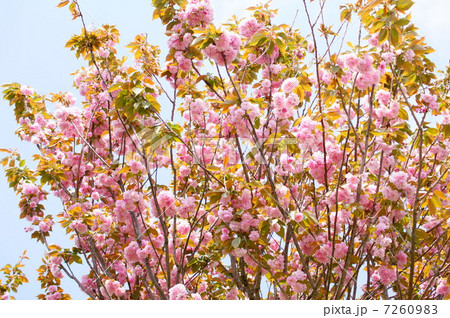 ヤエザクラ（八重桜） 7260983