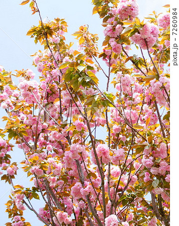 ヤエザクラ（八重桜） 7260984