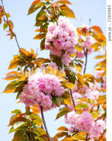 ヤエザクラ(八重桜) ヤエザクラ(八重桜) 7260985