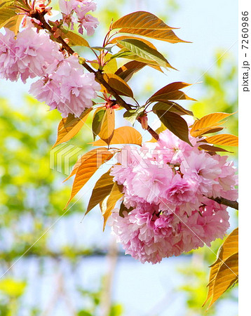 新緑とヤエザクラ(八重桜) 新緑とヤエザクラ(八重桜) 7260986