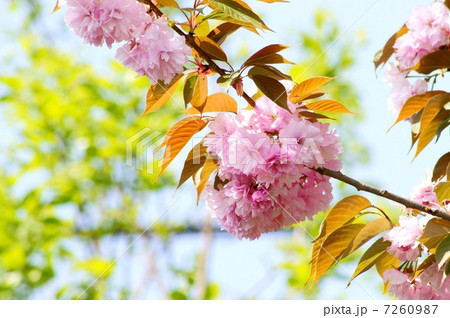 新緑とヤエザクラ(八重桜) 新緑とヤエザクラ(八重桜) 7260987