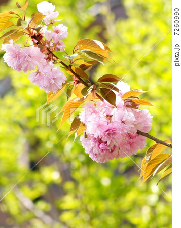 新緑とヤエザクラ(八重桜) 新緑とヤエザクラ(八重桜) 7260990
