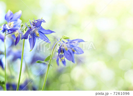 flowers in the garden 7261096