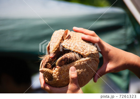 ミツオビアルマジロ 丸まる寸前 7261323