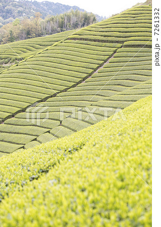 茶畑 7261332