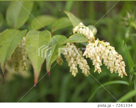 アメリカイワナンテン 7261334