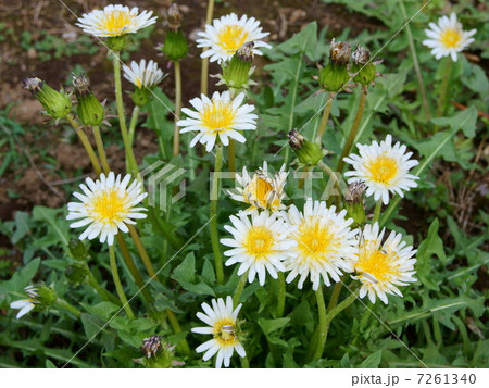 シロバナタンポポ 7261340