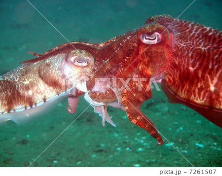 コブシメの交尾 7261507