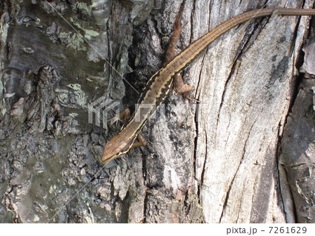 木から降りるカナヘビ 木から降りるカナヘビ 7261629