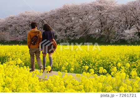 幸手権現堂桜堤 7261721